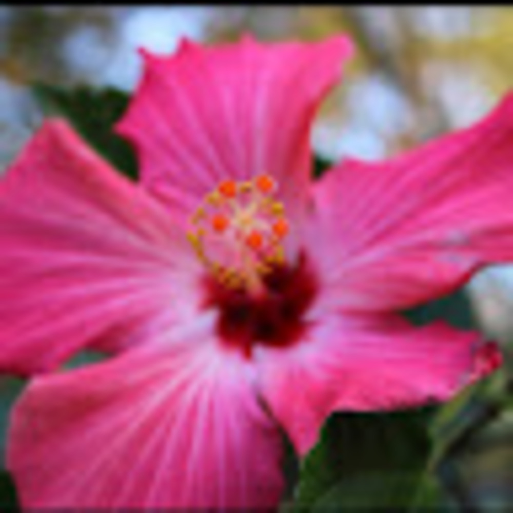 Meet your Posher, Karis